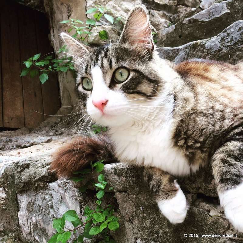 1-IMG_5517 (FILEminimizer)