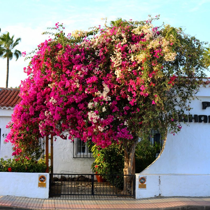 Canarie quale isola scegliere - Gran canaria