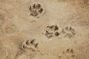 Vacanze in emilia romagna con il cane