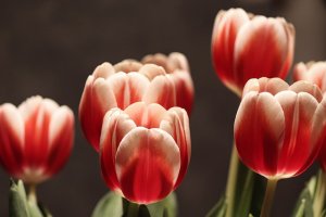 tulipani fiori per composizioni floreali di pasqua