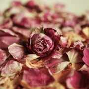 profuni per l'estate, petali di rosa