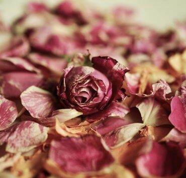 profuni per l'estate, petali di rosa