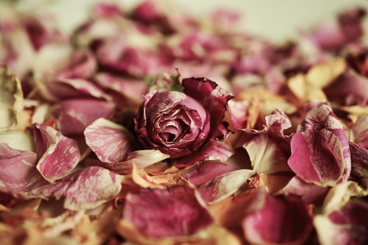 profuni per l'estate, petali di rosa